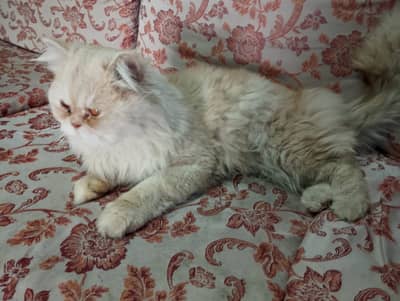 Persian punch face pair for sale