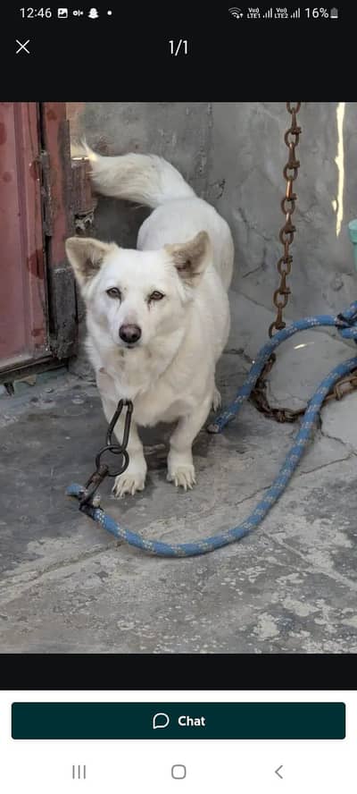 Russian spitz  female 0/3/2/5/6/3/9/6/9/2/2