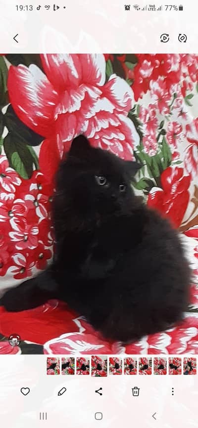 Persian cat pair dark brown and white