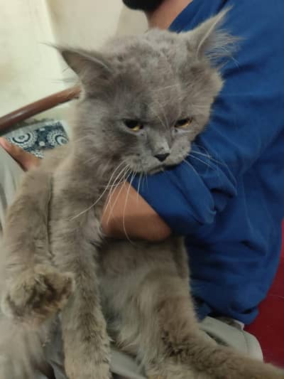 Grey Persian male for sale