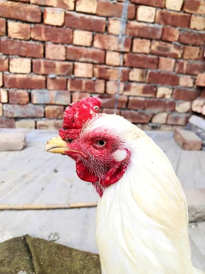 sell karna ga bs pisa chye