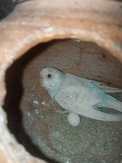 Red-eye and black eye pairs some pairs male black eye female redeye