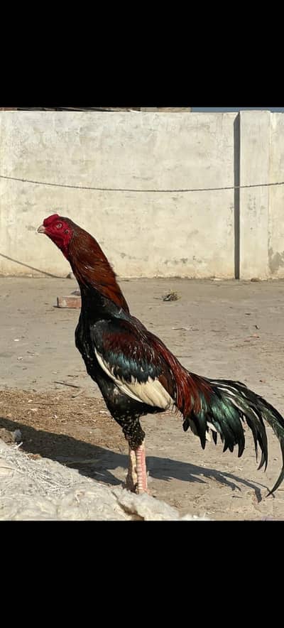 Aseel Mianwali Pure For Sale Demand Rs. 15000