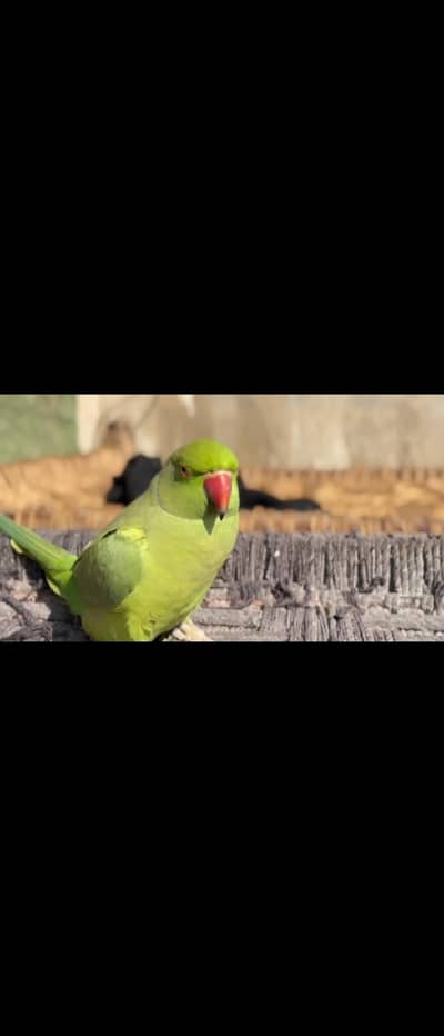 Ring neck Female Ghr ka Bacha