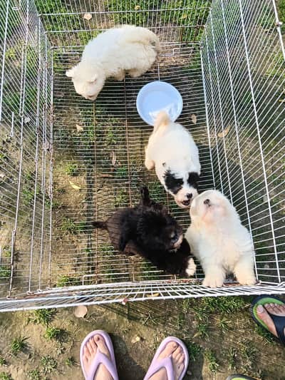 Terrier puppy for adoption