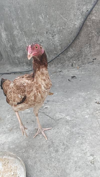 Aseel murgi murga chicks pathi patha egg wali