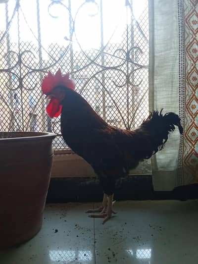 Desi murga 15 months