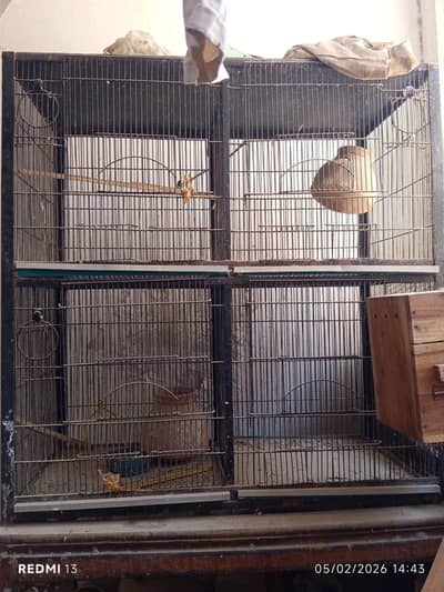 cage and love birds