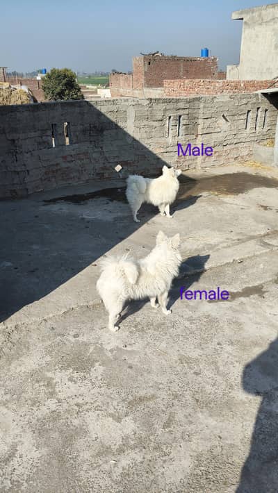 Russian pair long coat available pink nose 0 size