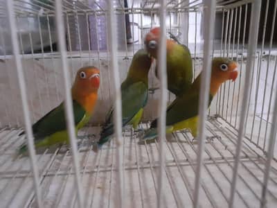 fischer lovebird chicks for sale