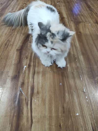 Persian Cat Double Coated For Sale