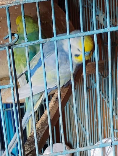 urgent Sale location Karachi  03171071037