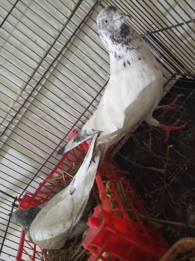 sale karna hai pair pehli dafa ande diye hai