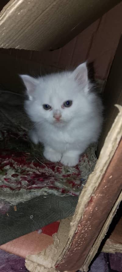 Persian cat