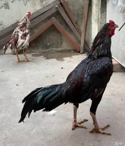 Aseel murga for sale