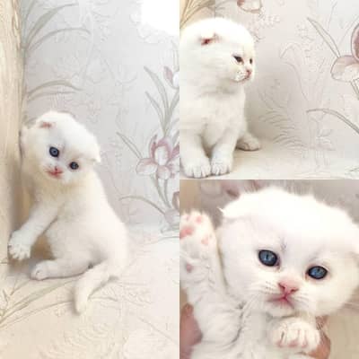 Scottish Fold Kitteni