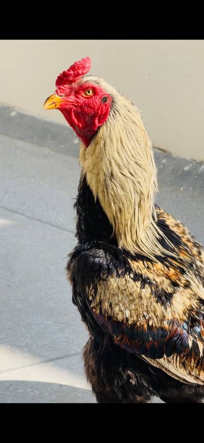 Aseel Murga for Sale 03025311096