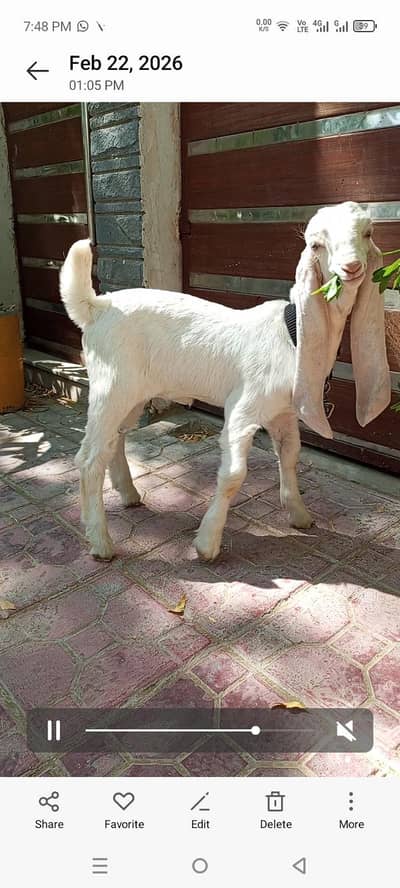 pure gulabi female kids