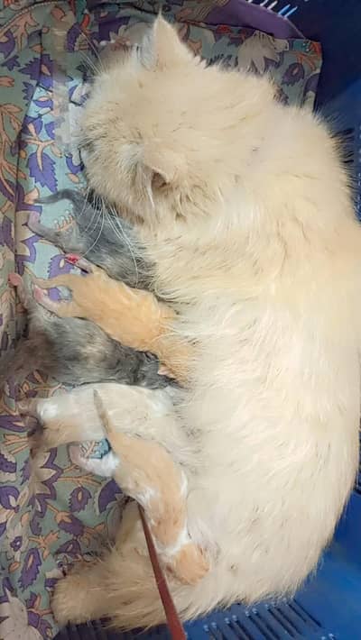 persion cat with 5 kittens for sale