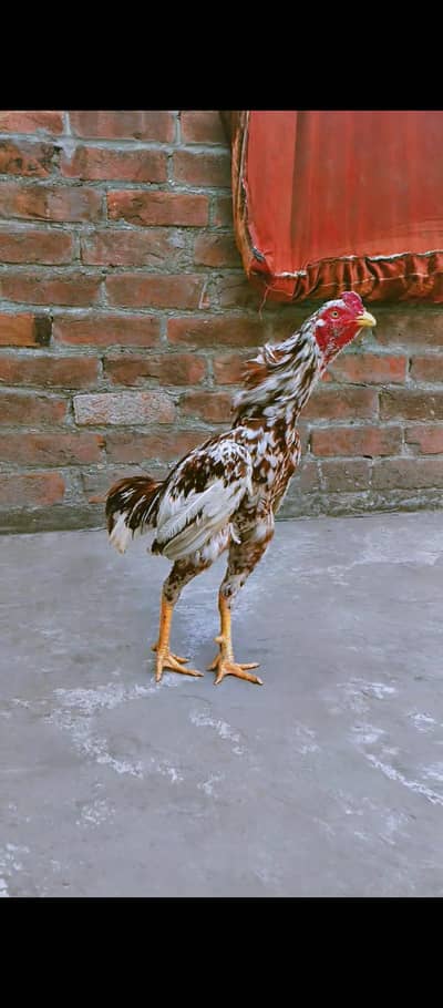 Aseel murga for sale