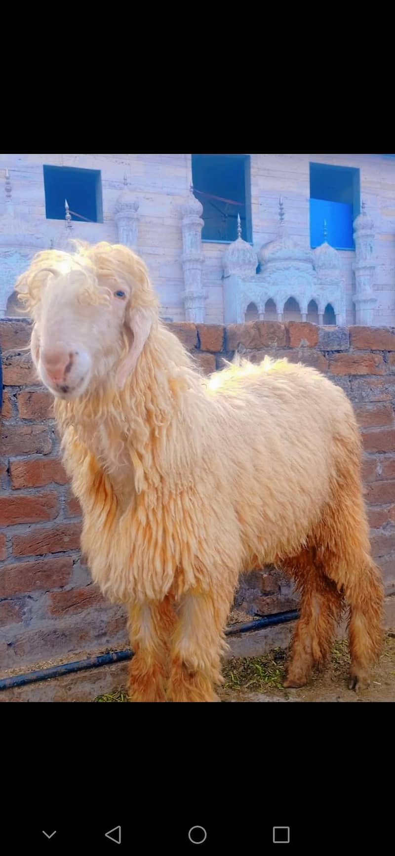 مندرا چھترا 0