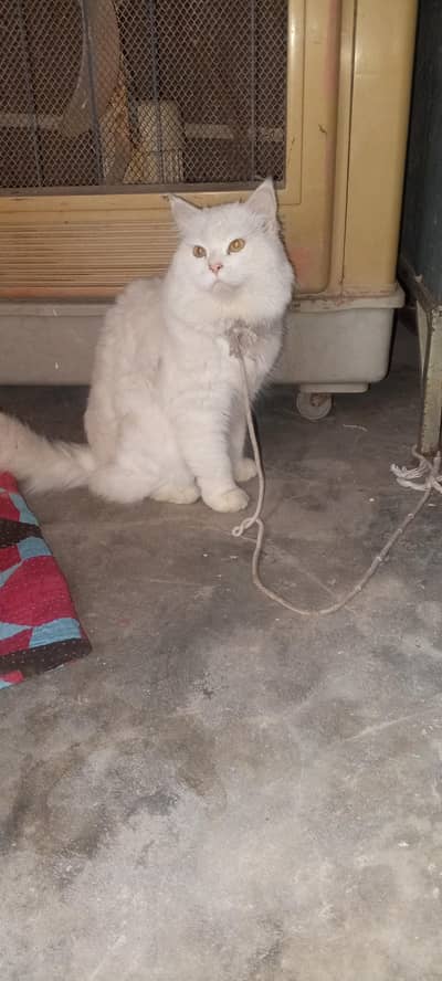 Pure White Persian Male