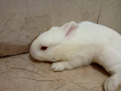 Rabbit Red eye White 1 Pair 1200 Rs.