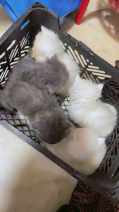 Persian kittens for sale