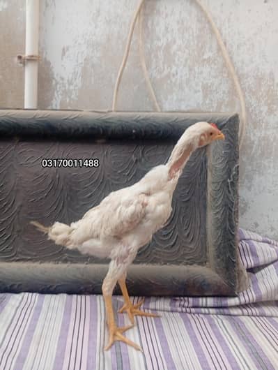 original heera breed male chick 4months old healthy and active