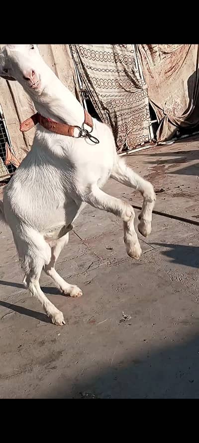 2 male 1 female, Age 8, 9 months healthy & active