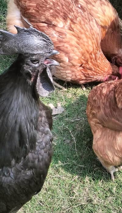 lohman brown hens eggs leying