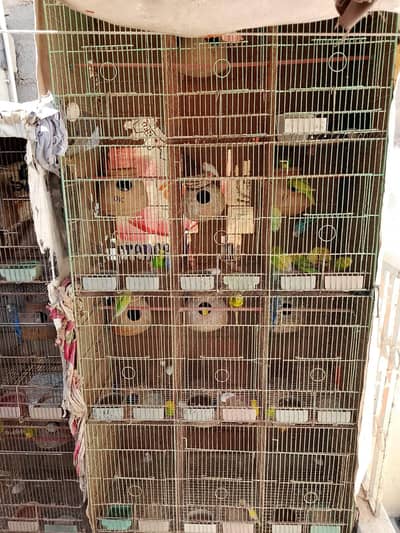 selling birds and cage