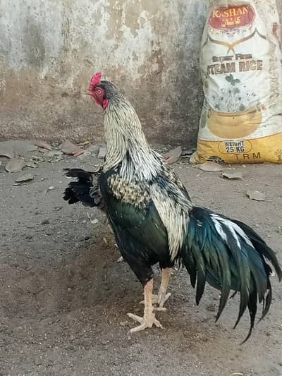 aseel murga or murgi pare