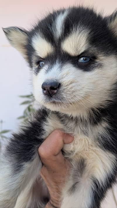 Premium Siberian husky puppy