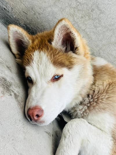 husky female for sale