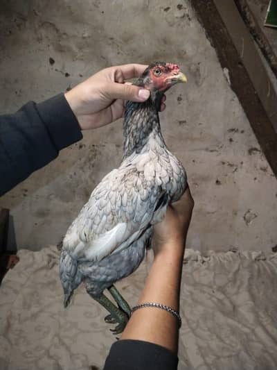 Pakistan salyte murge