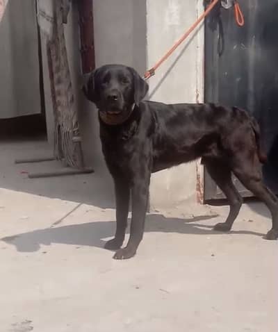Labrador male