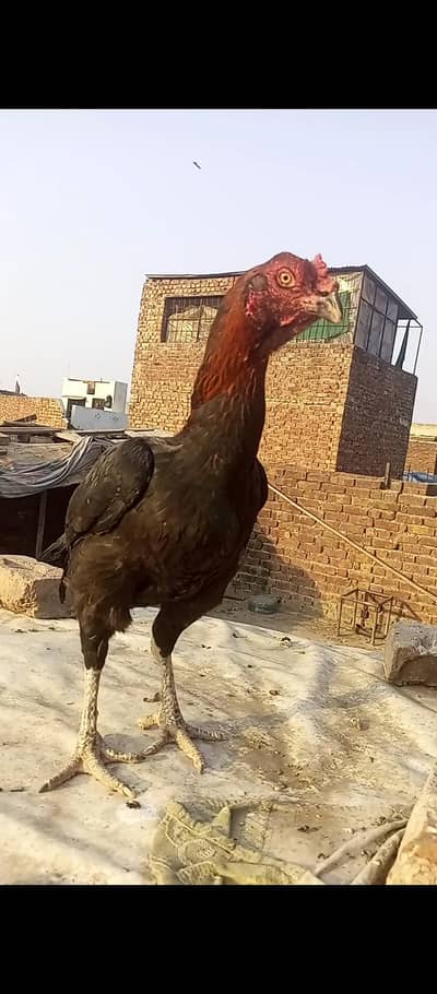 kandhari or vietnam Karas