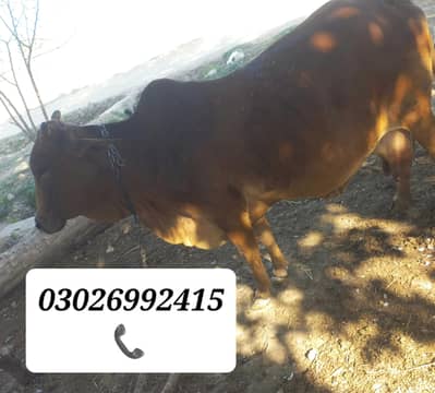 sahiwal Cholistani Cross ha 10 day laty ha. milk 16 kg pervise years