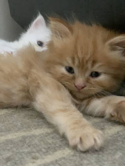 4kitten white and 1 kitten brown