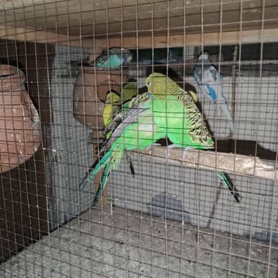 Australian parrots for sale healthy and active breeders pairs