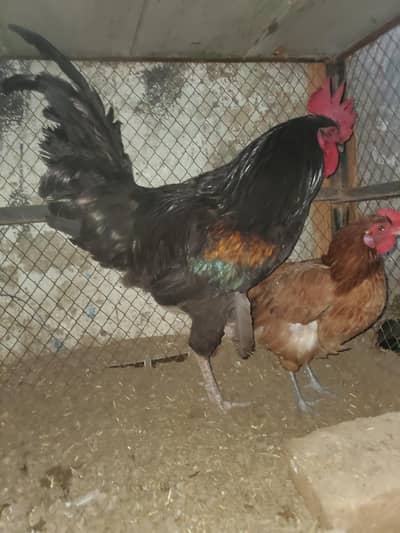 Ghar k paly desi morgay