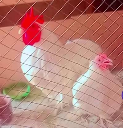 bantam chickens price mai kam ho Jai ge