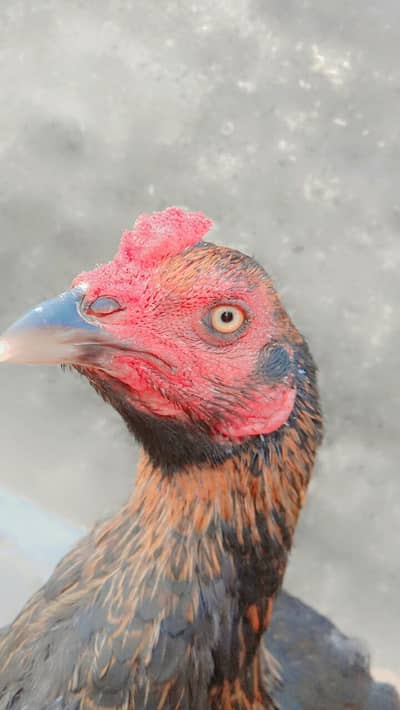 Aseel Thai vait cross