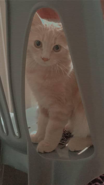 male cat argent sell