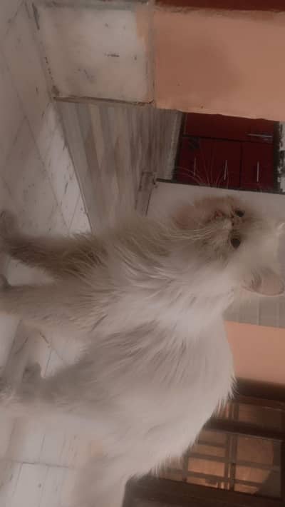 my peki by search for new house