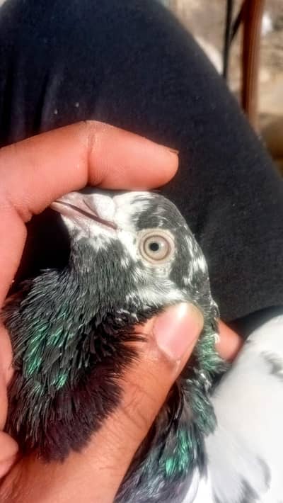 pigeons kabootar kabooter