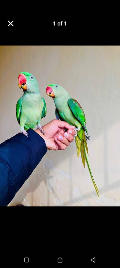 raw parrot for sale my WhatsApp number 0342. . 2674. . . 914