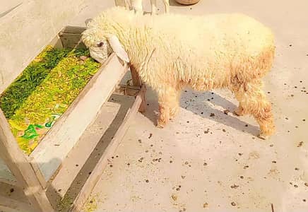 sheep female kajli  29500 last oferr waly rapta na kry