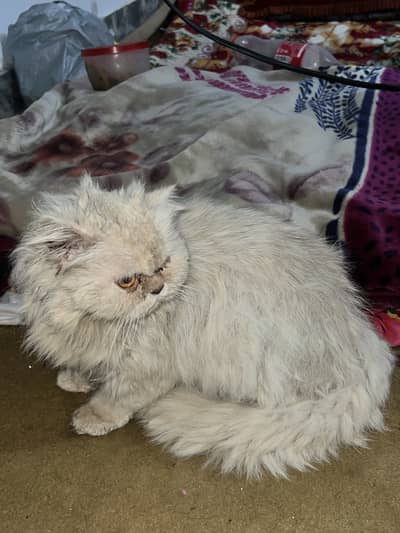 beautiful Persian cat